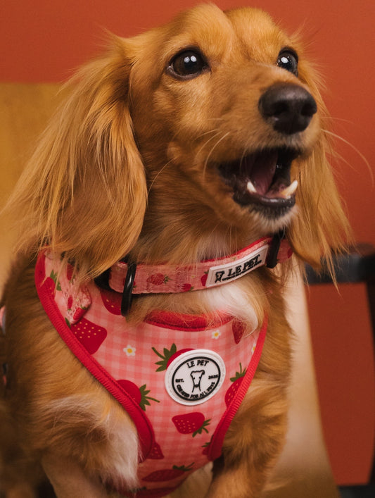 Coleira Le Pet