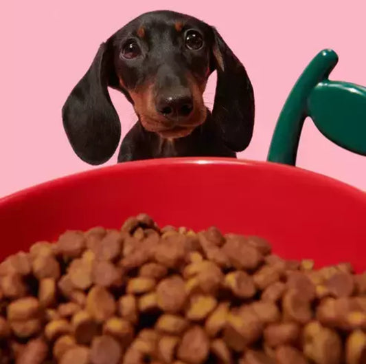 Vetreska Bowl Cherry - Comedouro para cães e gatos