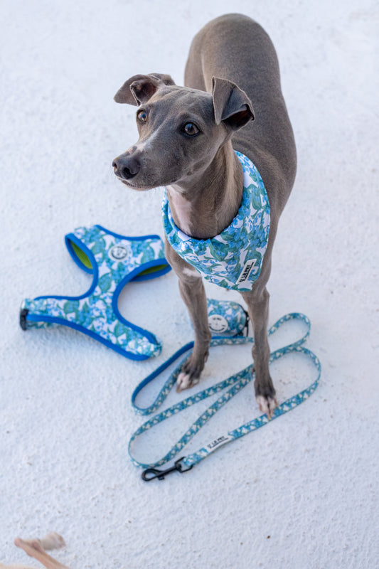 Conjunto Folhas e Flores